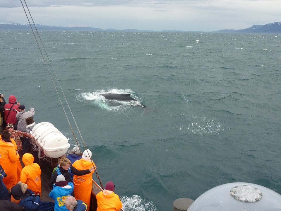 Image 4: Scientists and tourists on board a whale watching vessel in Skjálfandi Bay, Iceland, admire a surfacing humpback whale. (Credit: Megan Chen)