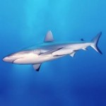 Grey Reef Shark. Source: Original author Fbattail, cropped by Chris Huh, available from Wikimedia Commons
