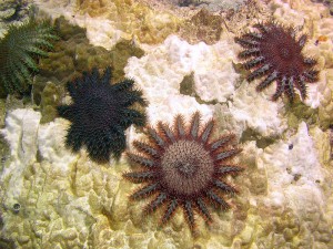 Crown-of-Thorns Sea Stars. Source: Rore bzh, Wikimedia Commons. https://commons.wikimedia.org/wiki/File:Acanthaster_planci,_%C3%A9toiles_mangeuses_de_corail.jpeg
