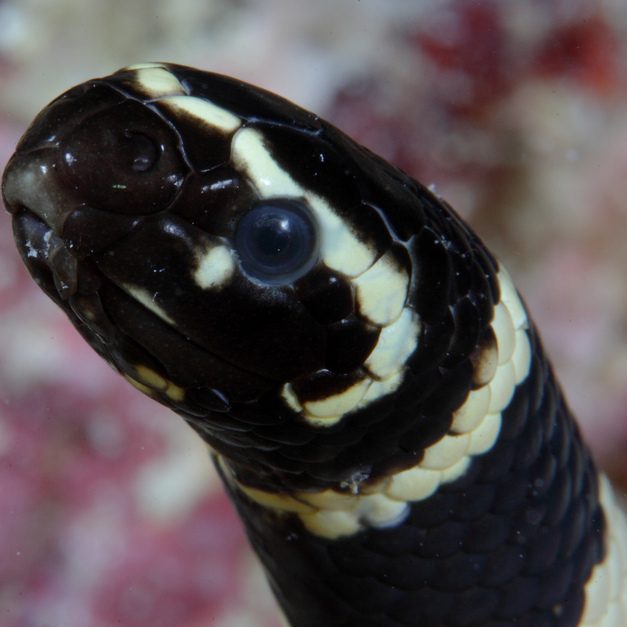 Sea snakes join the dark side to cope with pollution