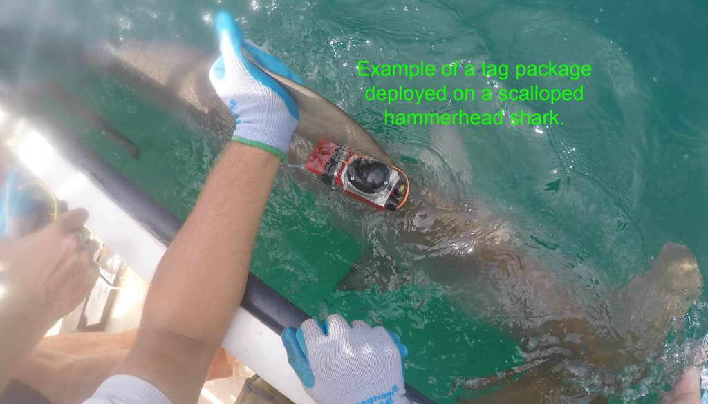 Deep Secrets of the Scalloped Hammerhead Shark – oceanbites