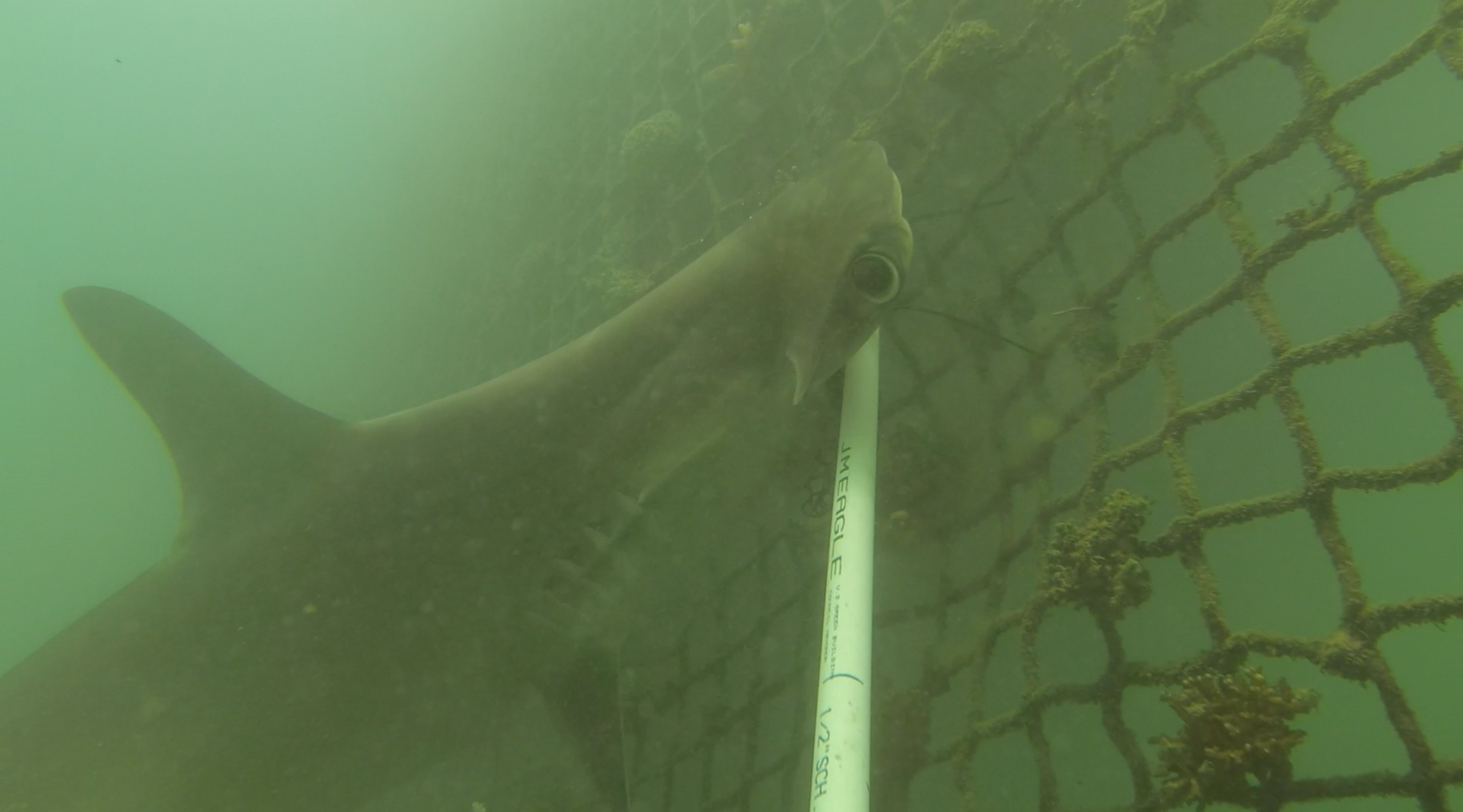 A day in the life of a shark researcher — The Next Swell