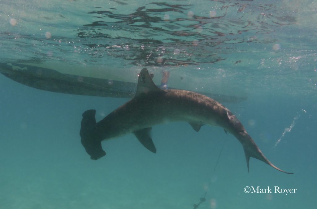 Deep Secrets of the Scalloped Hammerhead Shark – oceanbites