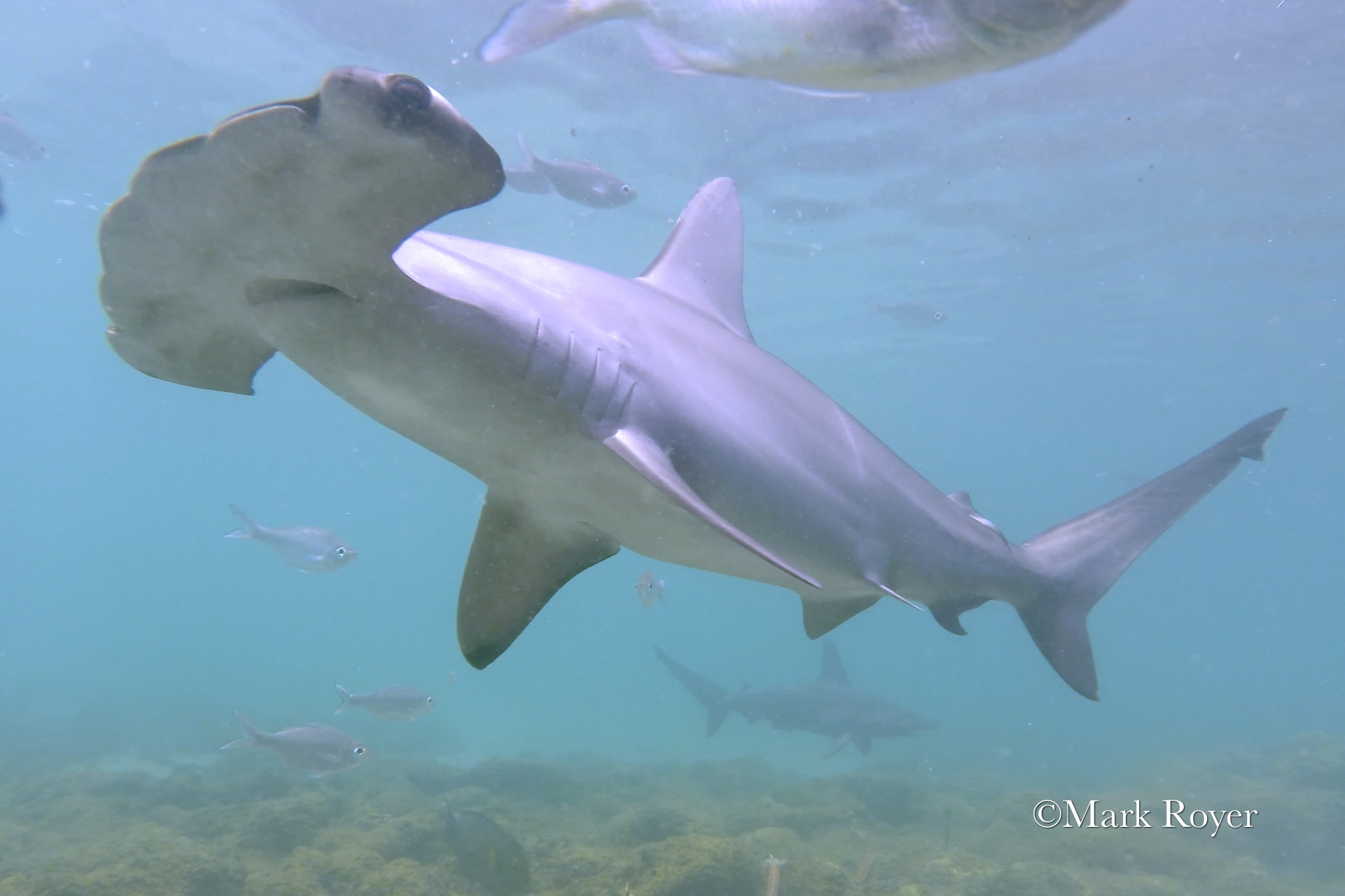 Deep Secrets of the Scalloped Hammerhead Shark