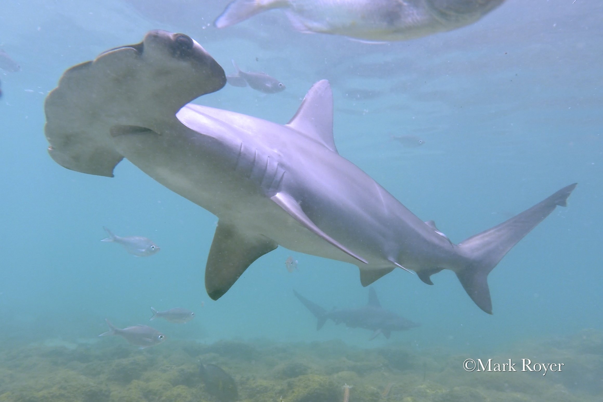 Scalloped Hammerhead Shark