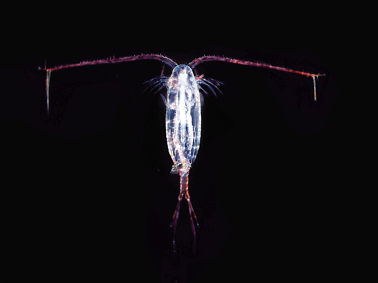 Wandering copepods can’t find their way home in acidic oceans