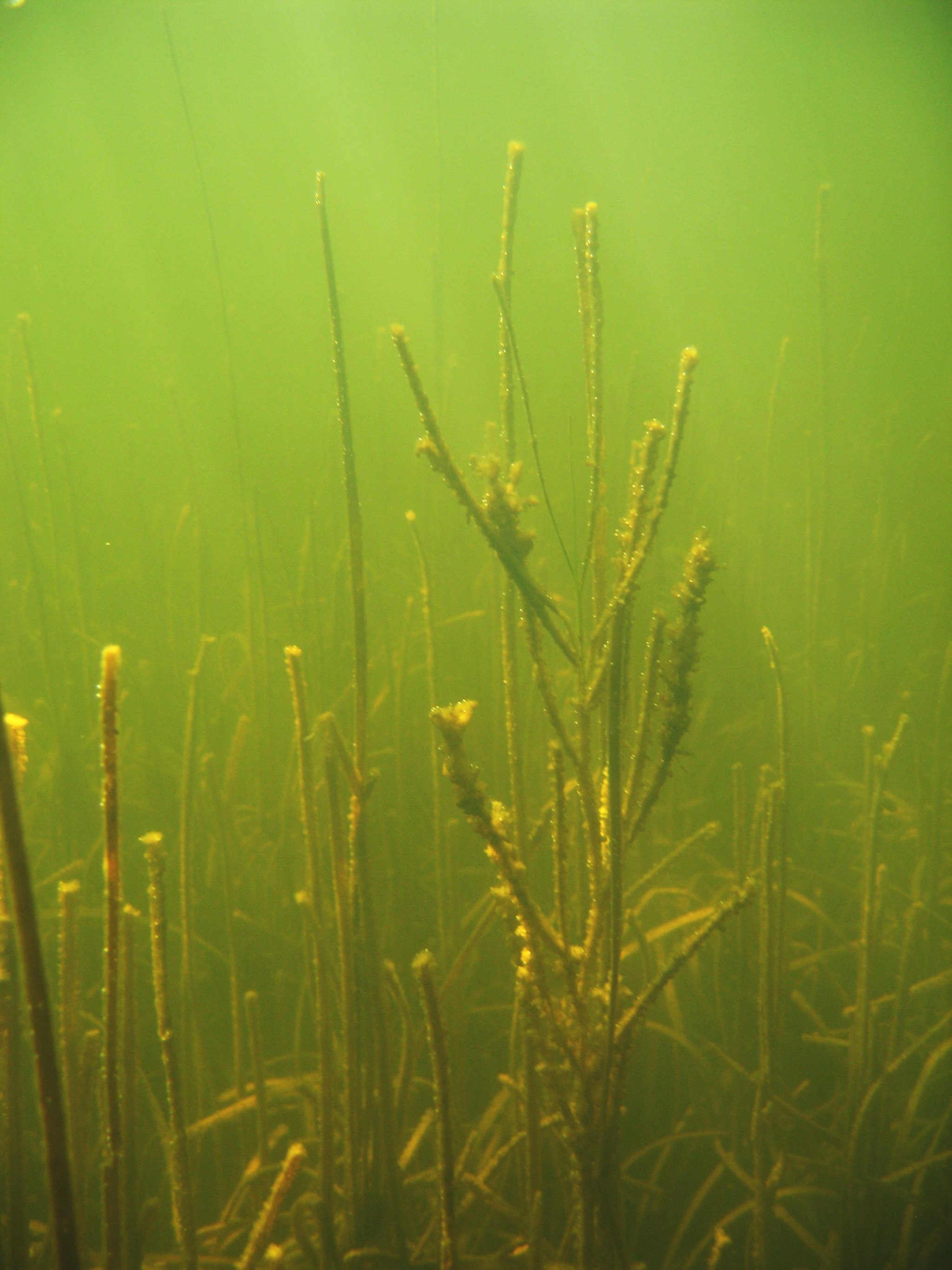 Local disturbance and global warming unite to make seagrasses taste better to predators