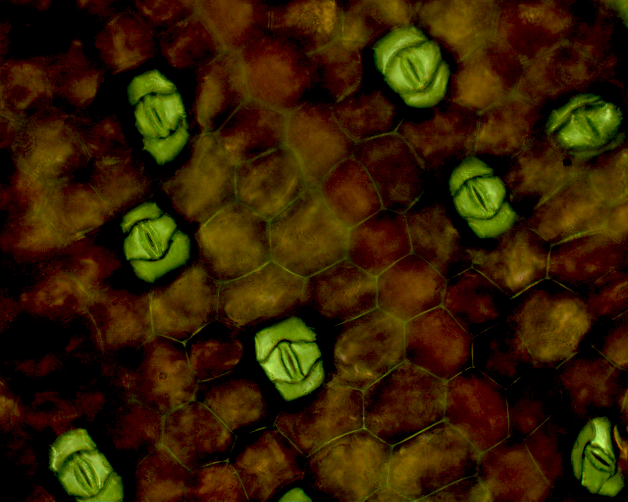 The Subtle Response of Plants to Rising CO2 Levels