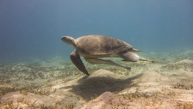 Green vs. Blue: How Green Turtles Might Limit Blue Carbon Storage