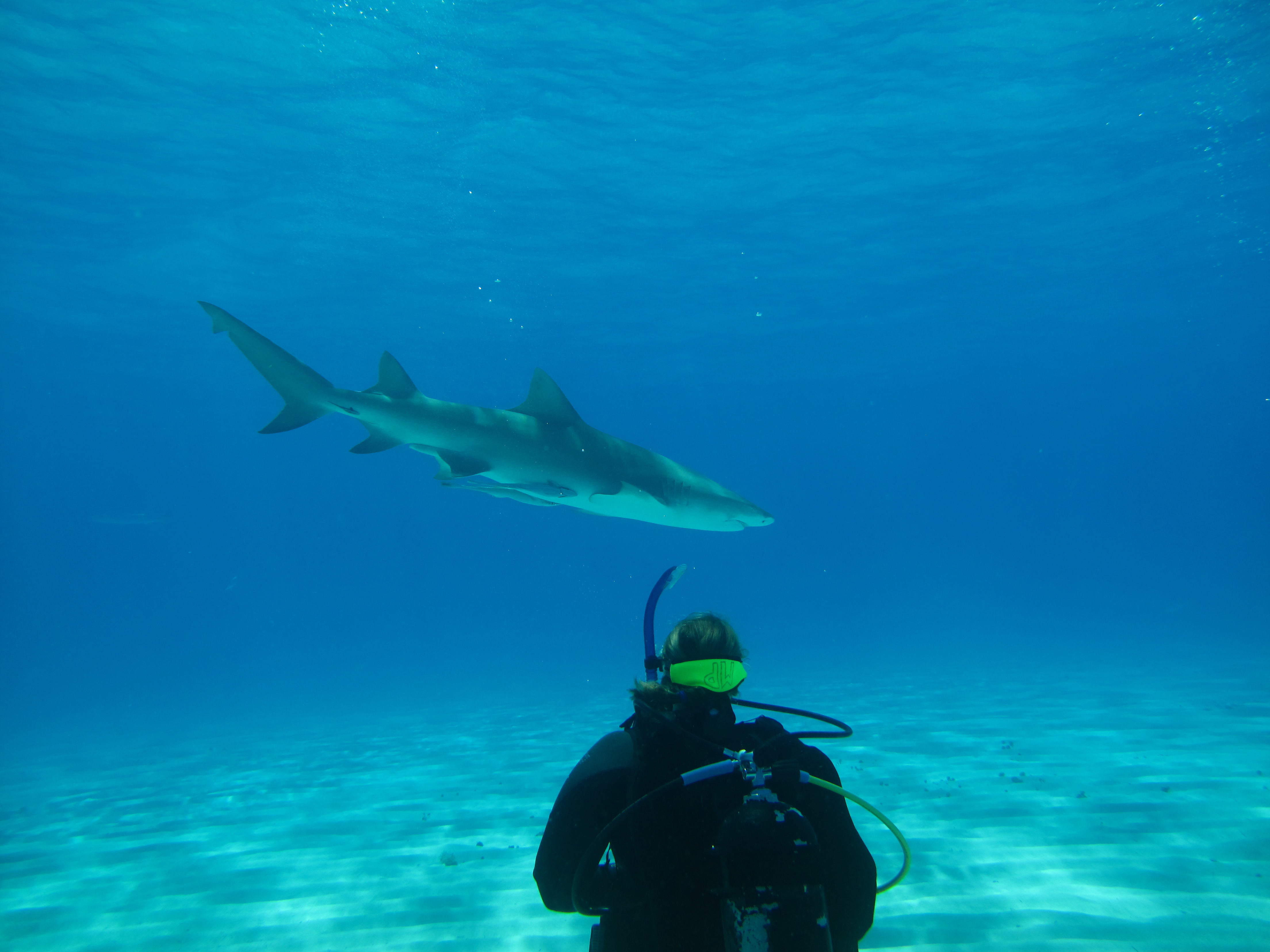 The Accidental Shark Researcher