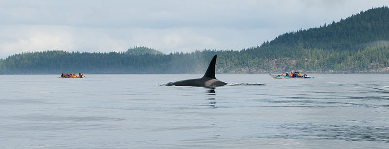 Facts not enough to stop whale watching vessels from disturbing killer whales