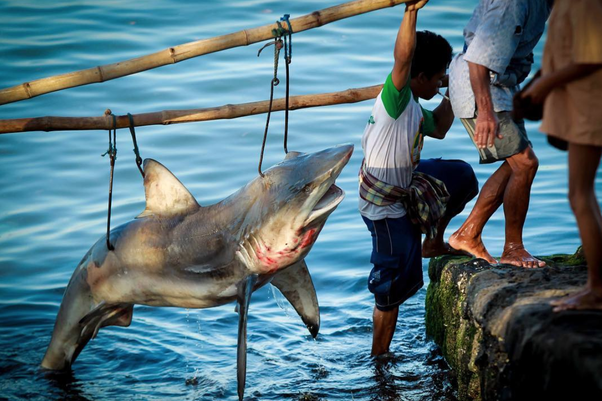 People Getting Killed By Sharks