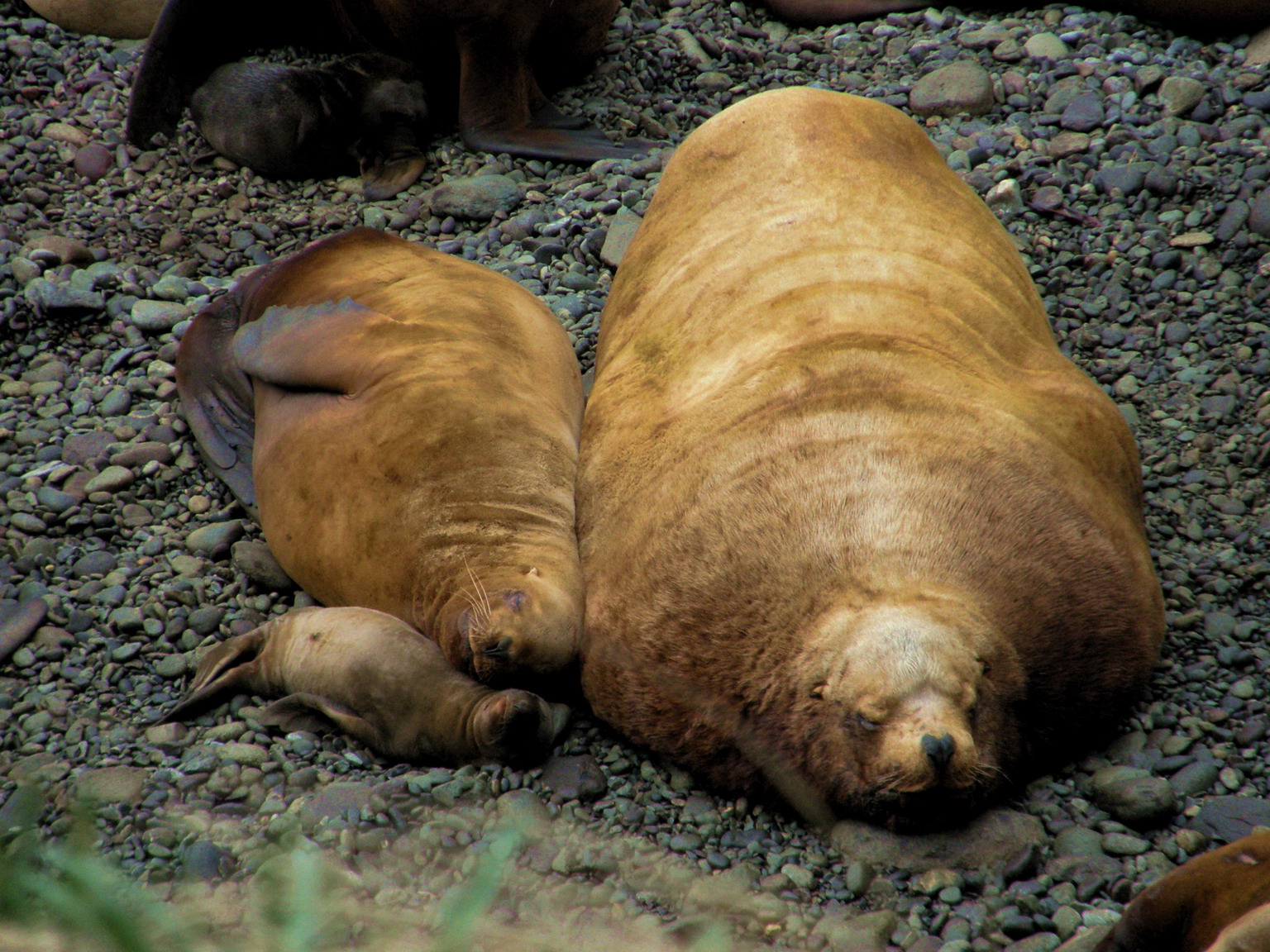 Toxins in turds: learning about algal toxins with sea lion poop