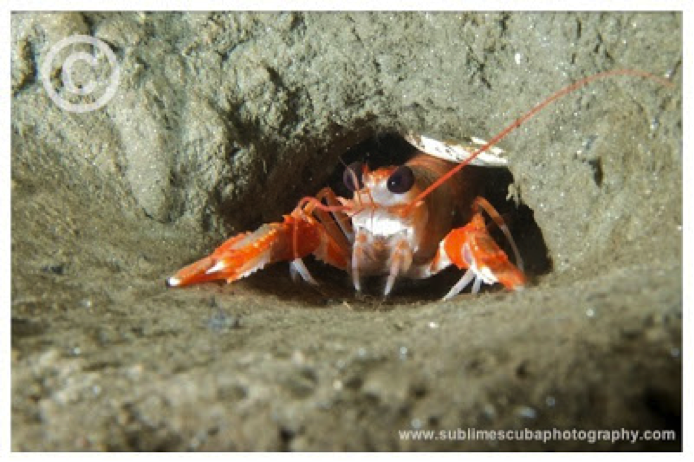 Lobsters fighting antenna and claw over burrows