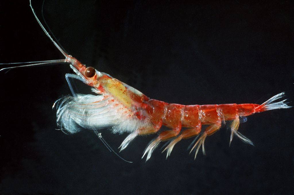 Antarctic krill retreat to icy terrace homes for the winter