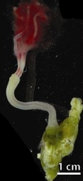 The backbone of an ecosystem: bone-eating zombie worms control biodiversity at deep-sea whale falls