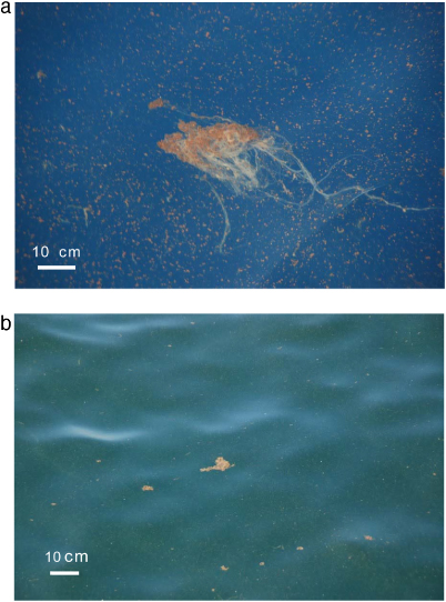 Adding Oil to the Marine Snow Mix