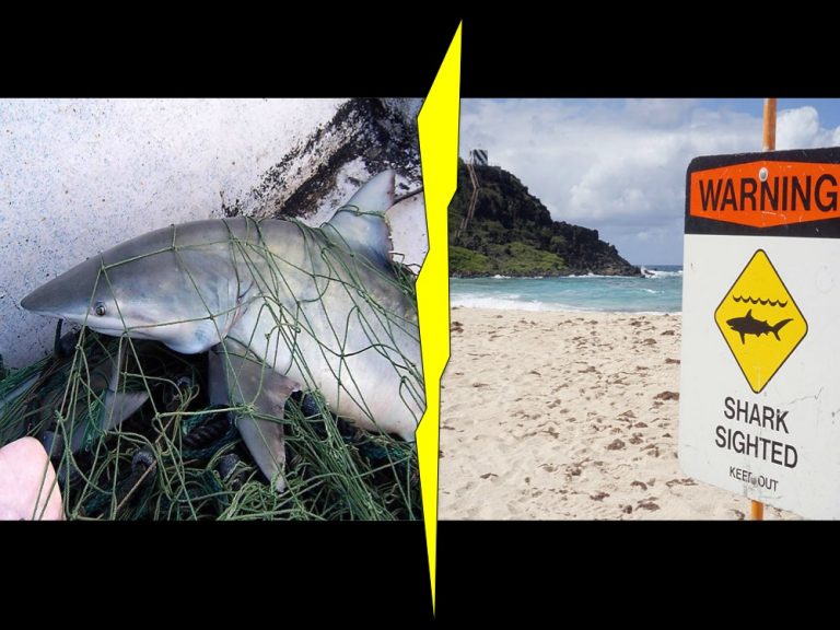 Can we build a multisensory shark repellant? oceanbites