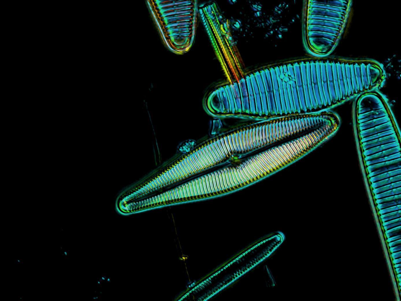 Marine diatoms eat climate change’s dust