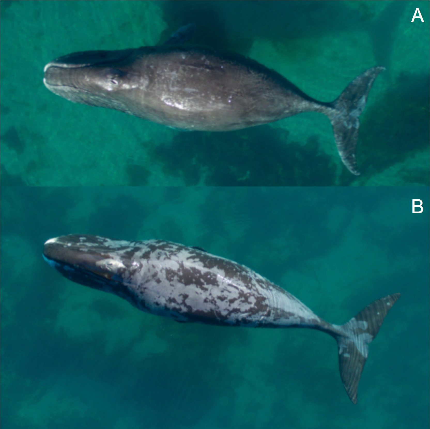 Summertime skincare: bowhead whales use rocks to help peel off molting skin