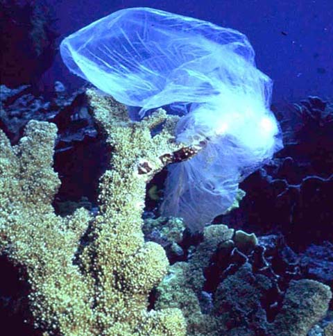 El plástico aumenta el riesgo de enfermedades en los corales