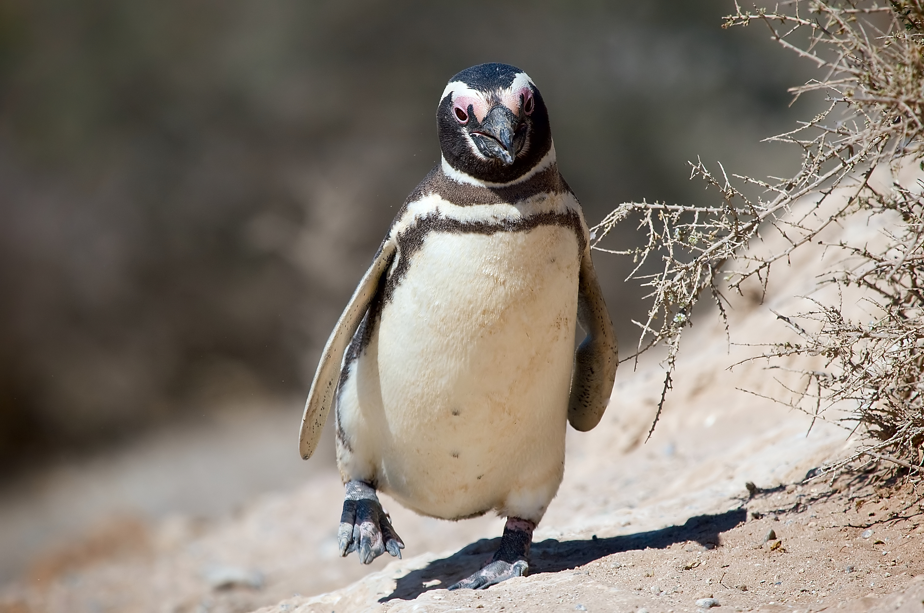 Coming Home to Roost: A case of parasites relying on ancestral DNA to take advantage of a new penguin host species?