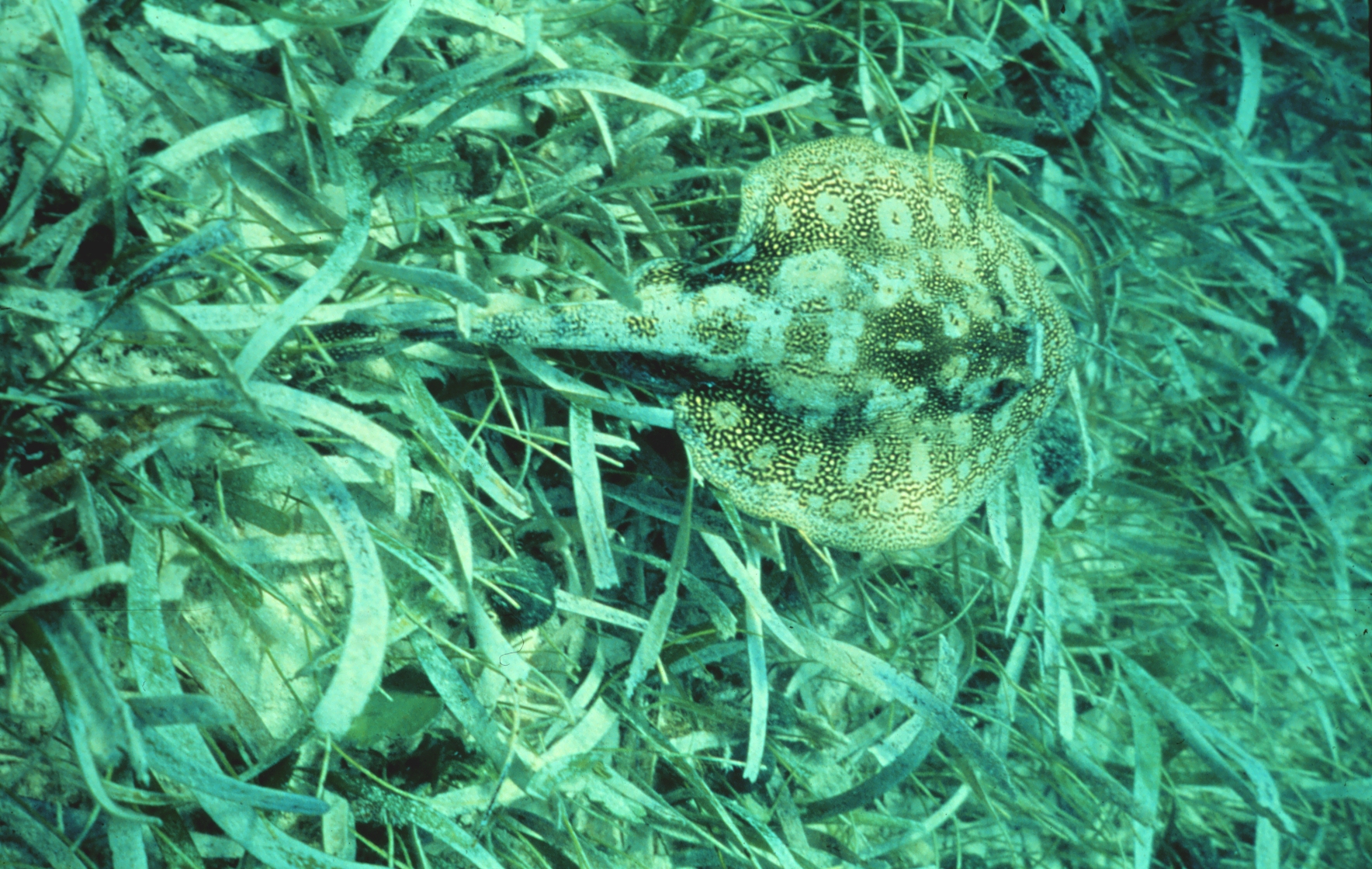 Tracking predators in seagrass beds