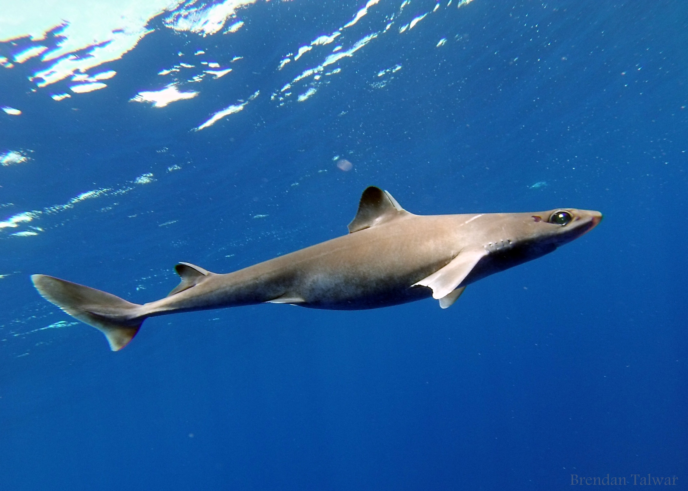 Danger in the deep: uncovering the vertical movement patterns of vulnerable deep-sea sharks