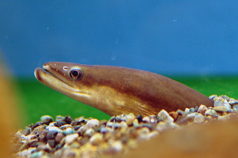 The Declining Japanese Eel Population: Is Ocean Circulation to Blame?