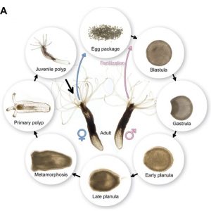 sea anemone life cycle