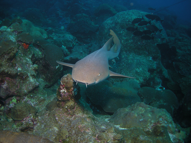 Homebodies on the move: Documenting partial seasonal migration in mature nurse sharks