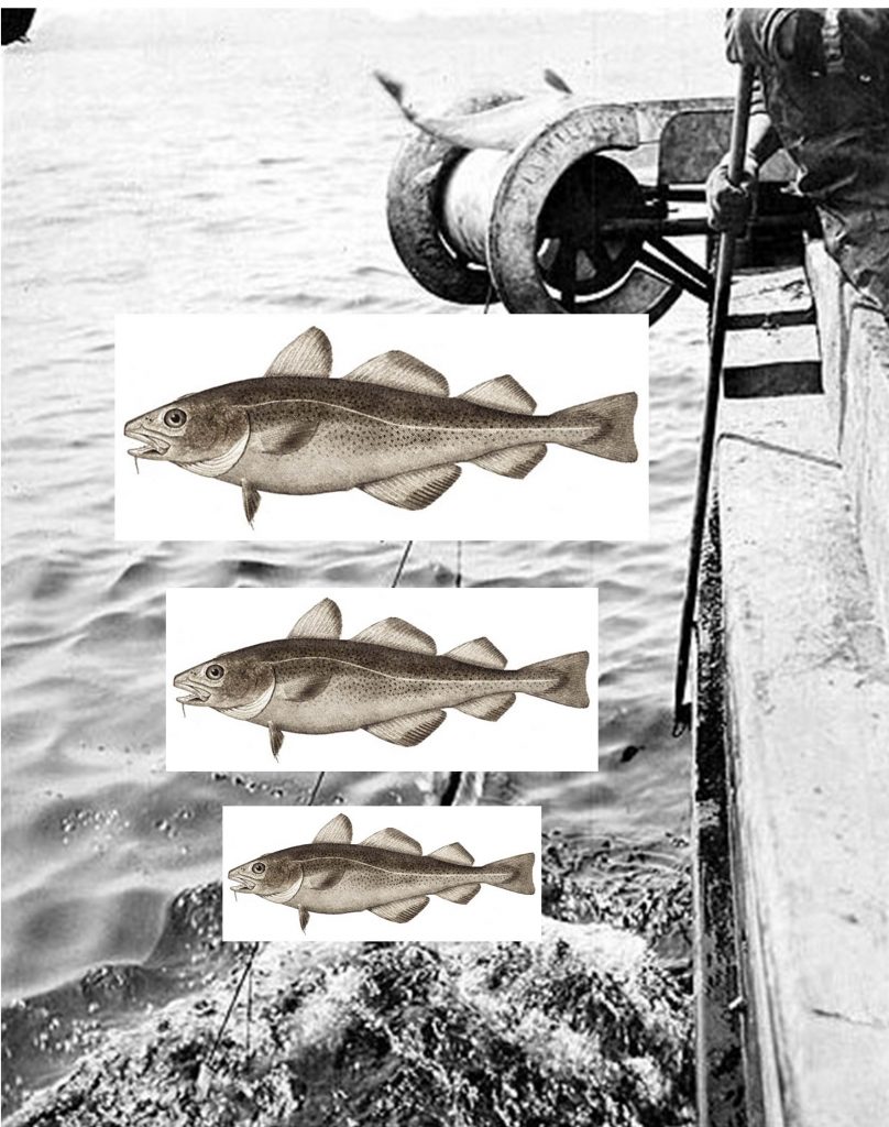 Fish Ratio Sunlight and Sex Determination: how environmental cues help shape sex ...