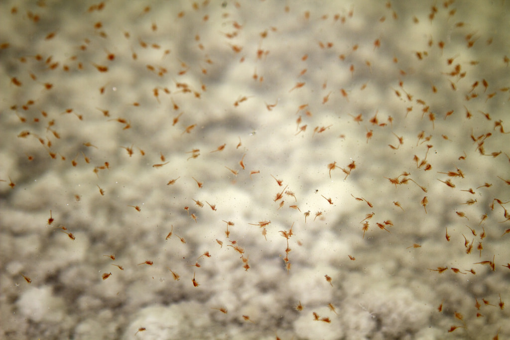 Power by the numbers: tiny shrimp generate turbulence in the ocean