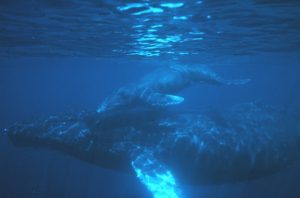 Humpback whale mother and calf