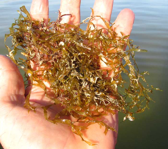 Seaweed may be a winner in a warming world