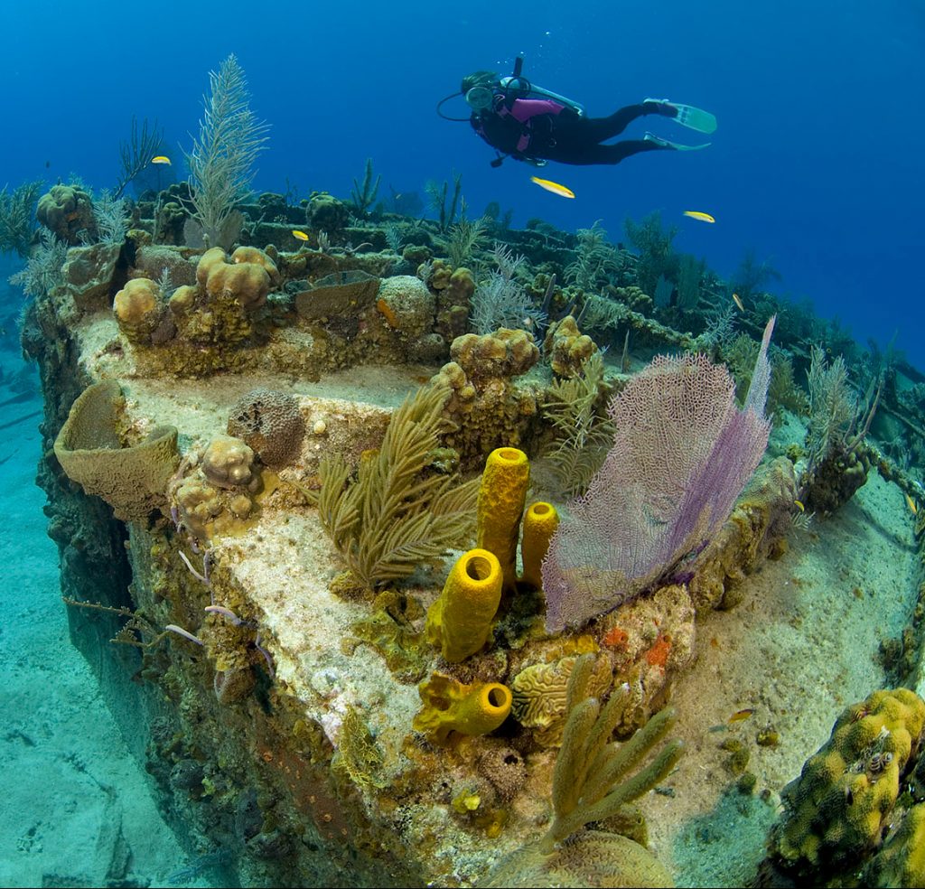 Platform Reef Examples We need reefs. Can we make some? – oceanbites