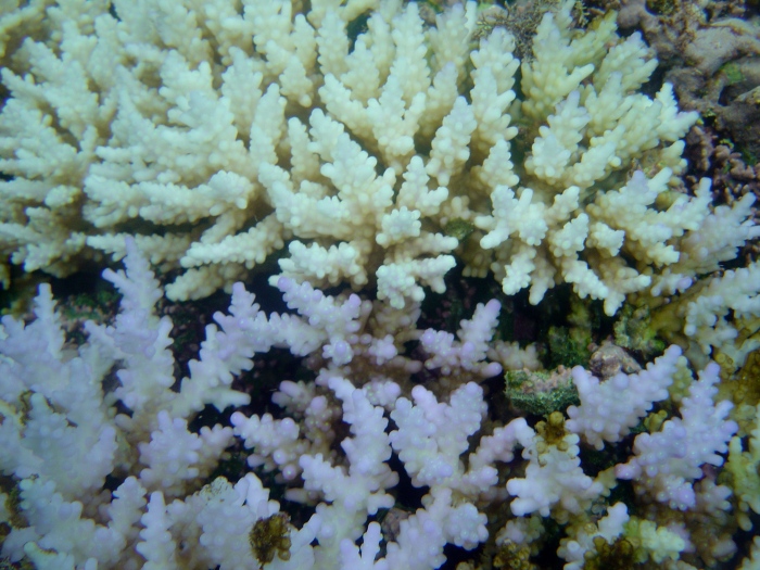 The Coral Dilemma: Is Hybridization the Key? – oceanbites