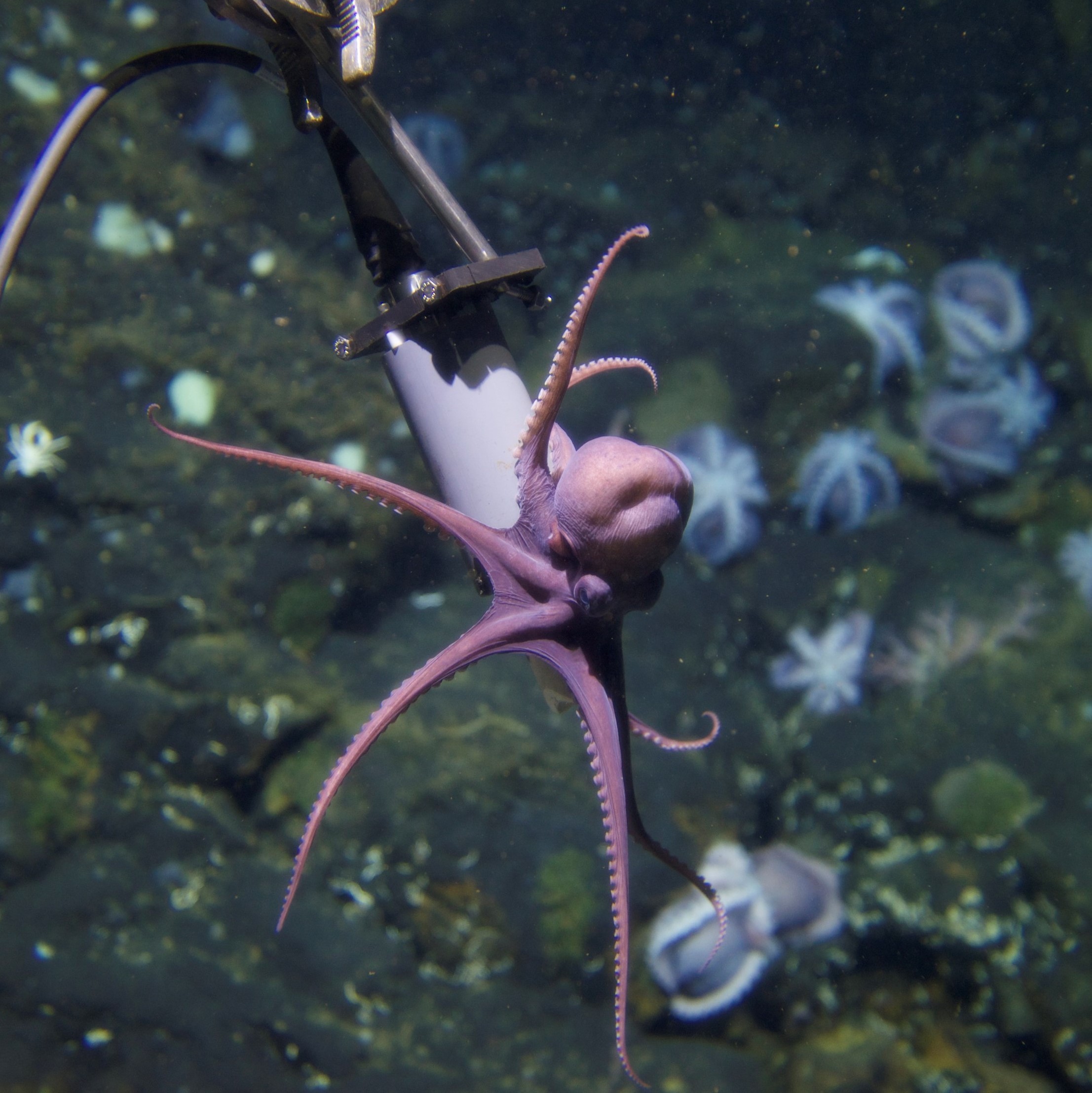 Octopus Mama Drama: Research Expedition Bonus Science
