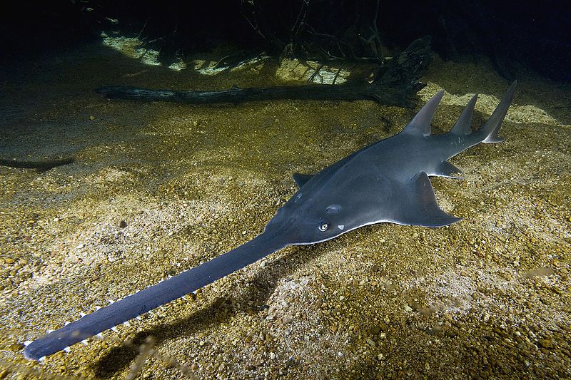 Saving Sawfish: Using local knowledge to study critically endangered species in remote areas