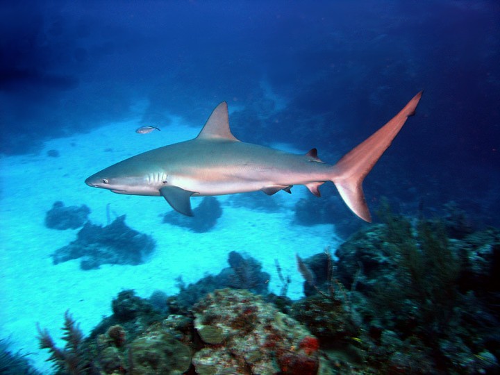 Stuck in the middle with you: The trophic ecology of Caribbean reef sharks and large teleost coral reef predators