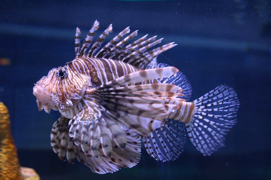 Tackling Invasive Lionfish with our Stomachs. – oceanbites