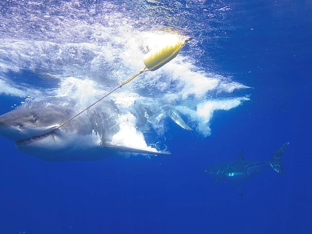 A new take on disco fever: using “the disco effect” to save sharks