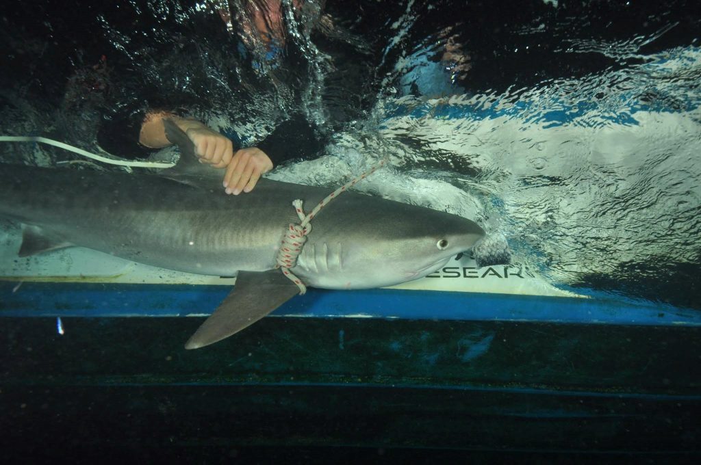 Hungry Shark: Examining the diet of tiger sharks in South Africa during