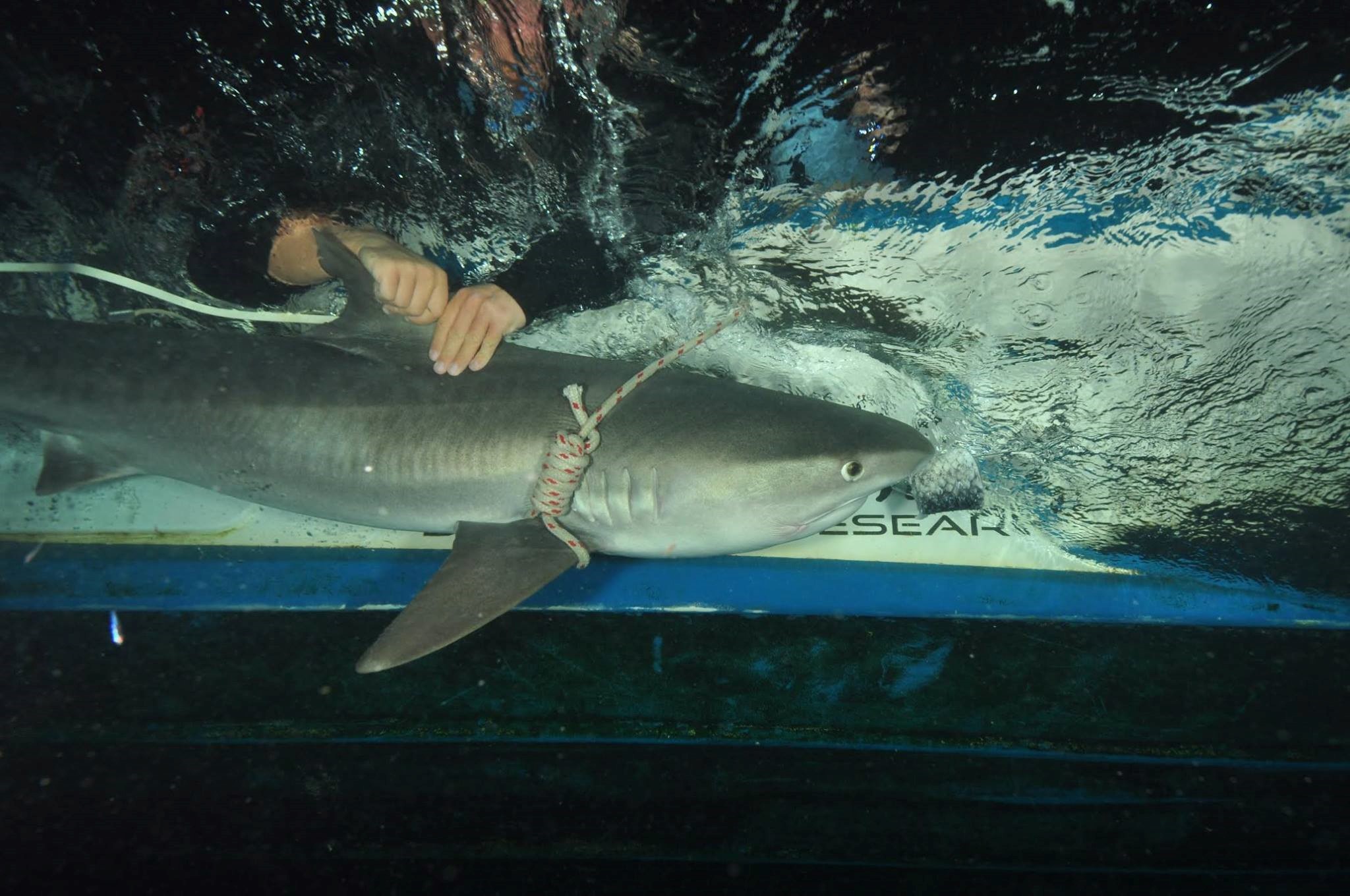 Hungry Shark: Examining the diet of tiger sharks in South Africa during