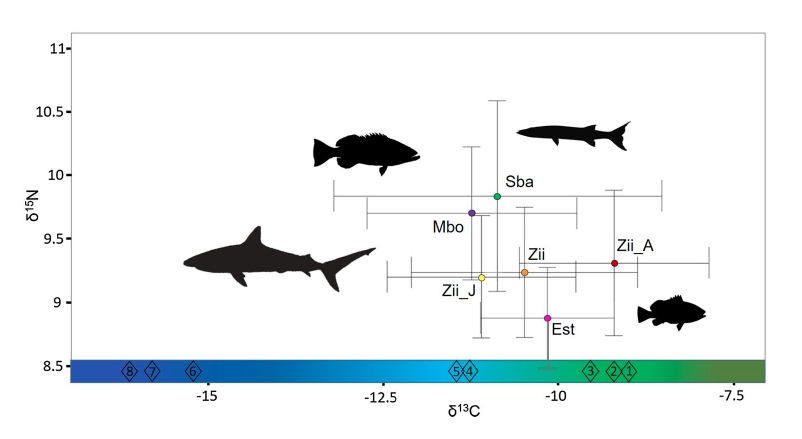 barracuda vs shark