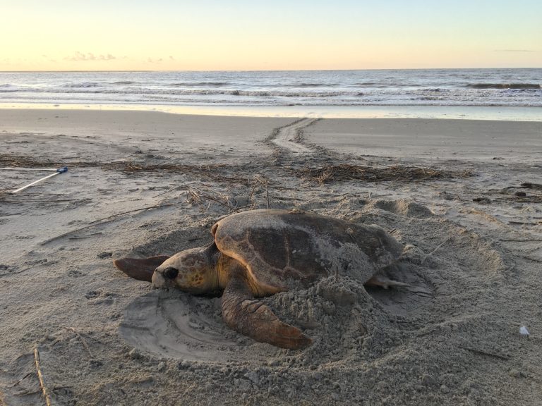 Turtles in the Trash: How microplastics are washing up where turtles ...