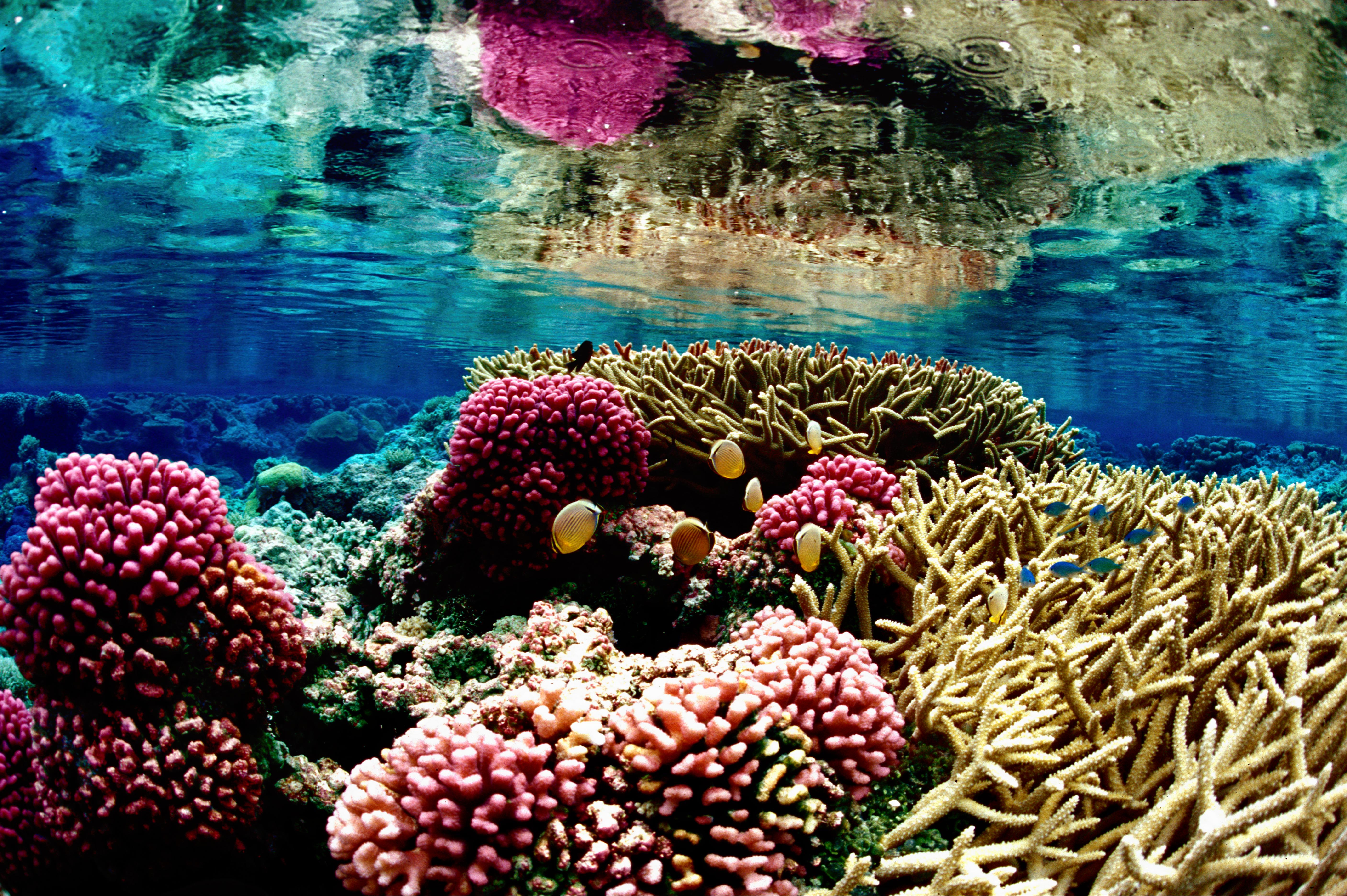 Deep thoughts: Can deep-water corals help shallow coral reefs?