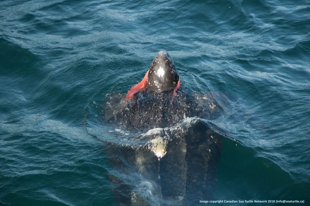 Turtles of the North – Canadian Fishermen Help Scientists Study the Cryptic Leatherback