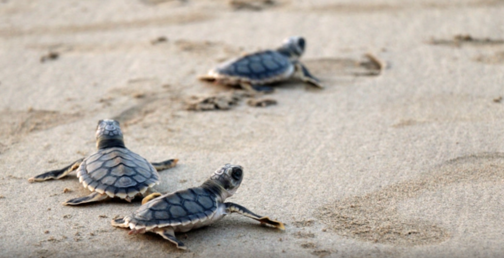 Turtle hatchlings attracted to artificial light like moths to a flame