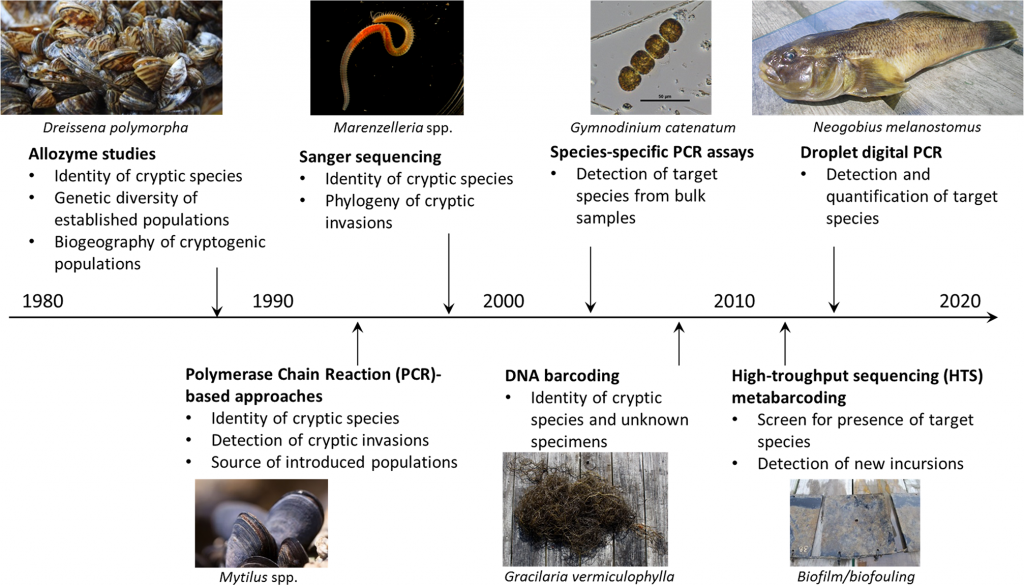 Navigating Historical Passages Of Marine Invasive Species – Oceanbites